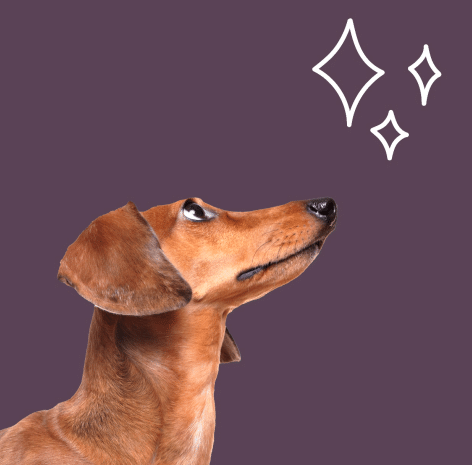 Chien