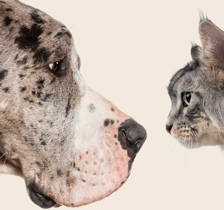 Chien